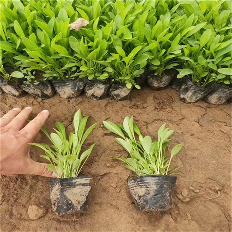 金鸡菊常年批发 金鸡菊绿化用苗