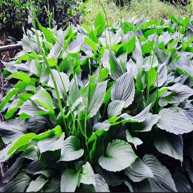 玉簪厂家直销 玉簪绿化植物