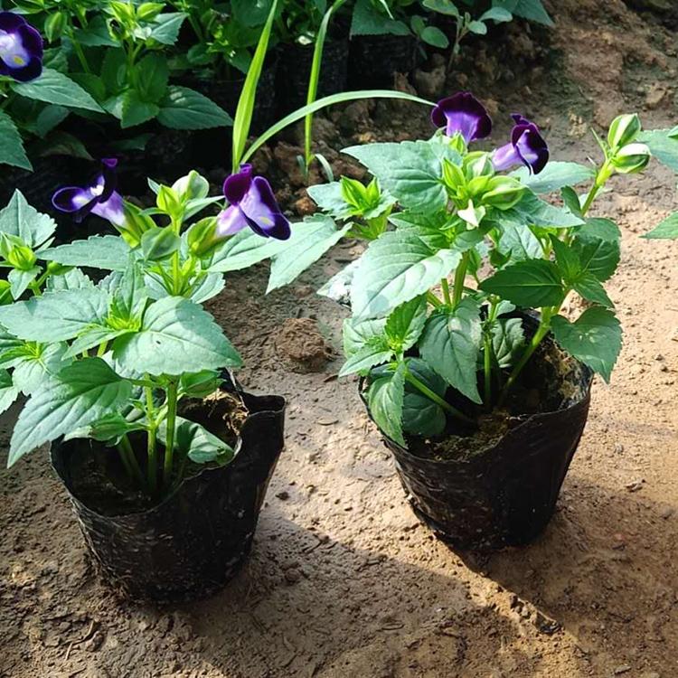 夏堇供应商 花卉种植 夏堇
