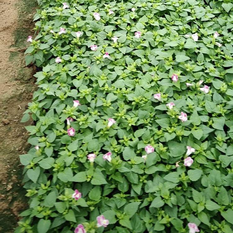 夏堇供应商 夏堇 花卉种植