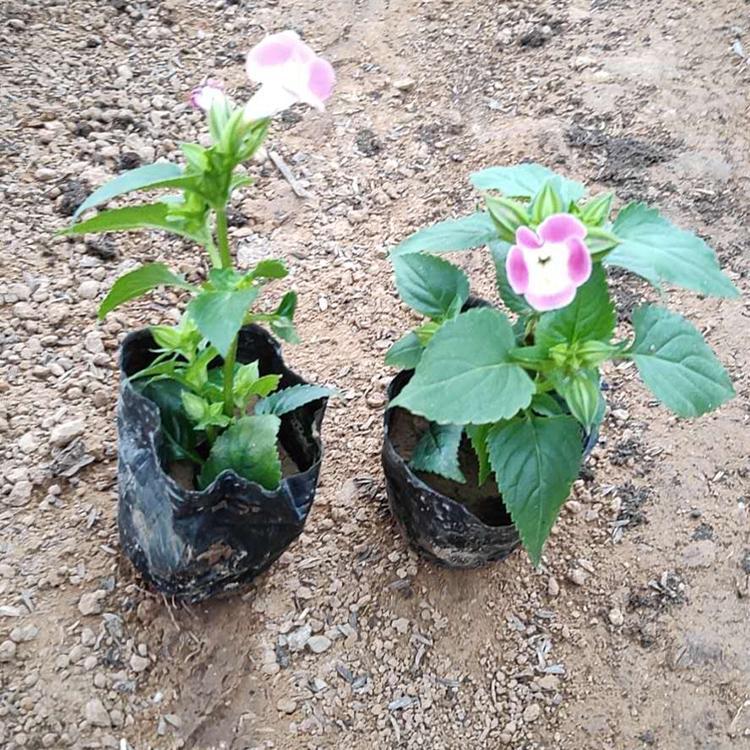 山东夏堇 夏堇价格 基地直供