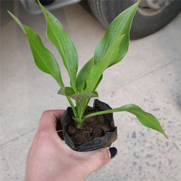 玉簪营养杯苗 玉簪组摆花卉 承玉花卉