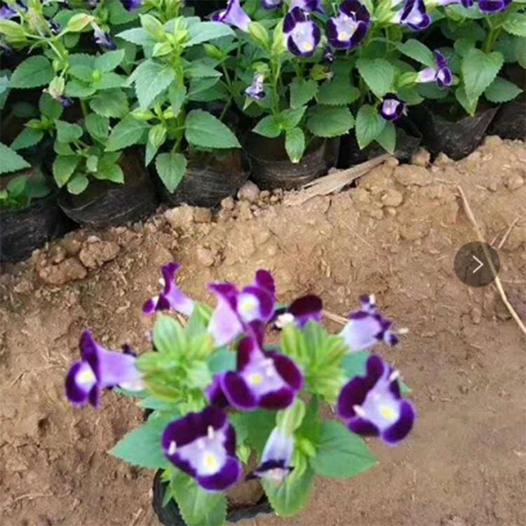 山东夏堇 夏堇直销 宿根花卉 为您推荐