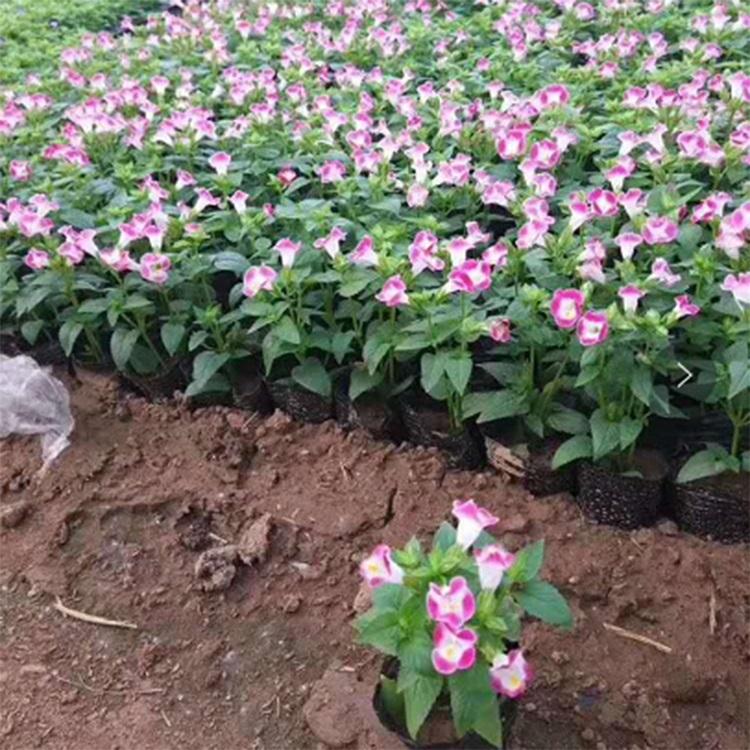 求购夏堇 夏堇基地 宿根花卉