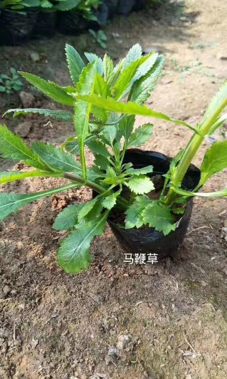 花海专用马鞭草 柳叶马鞭草 优质马鞭草供应商