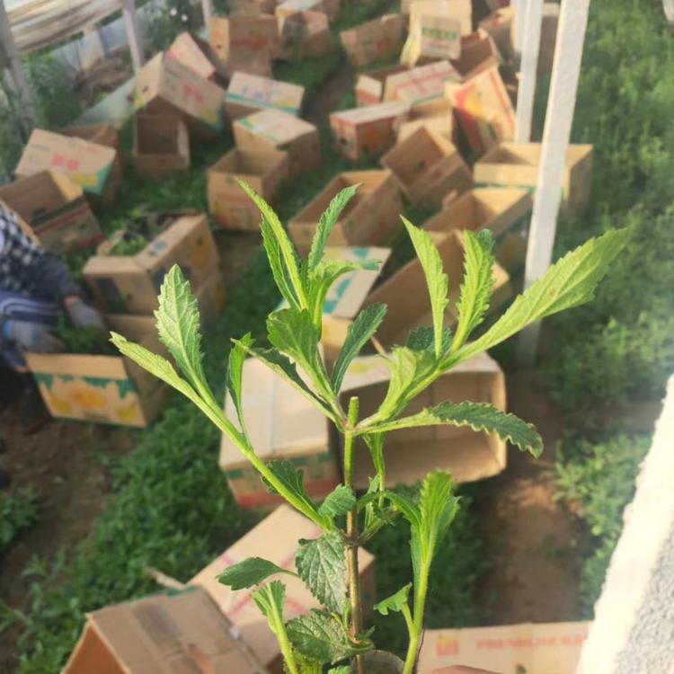 优质露天马鞭草现货供应 出售马鞭草
