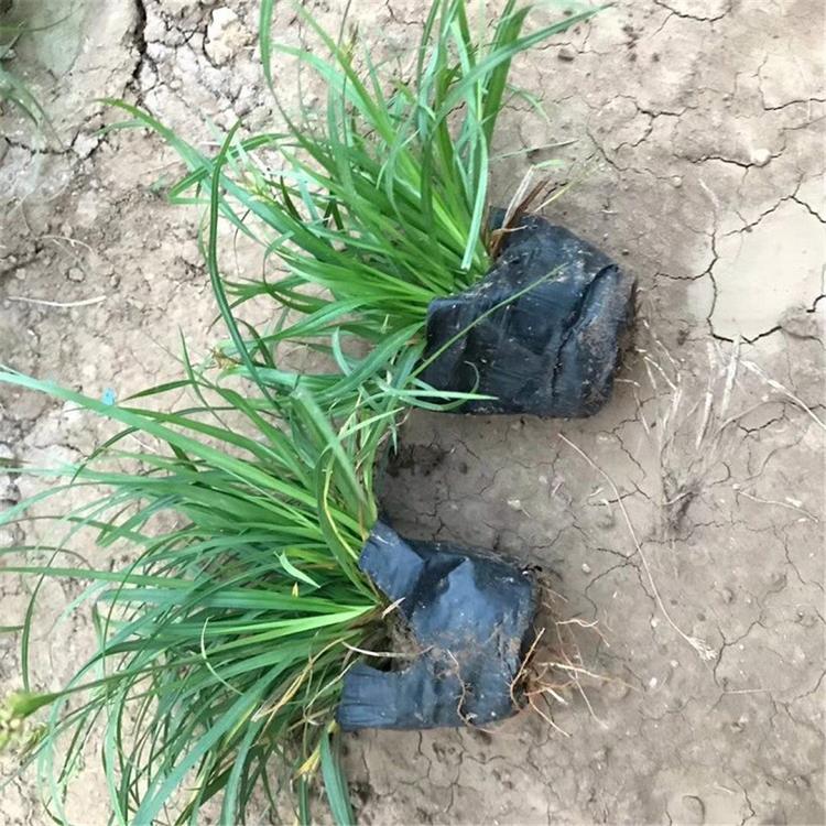 青绿苔草苗 直销青绿苔草苗 青州青绿苔草基地