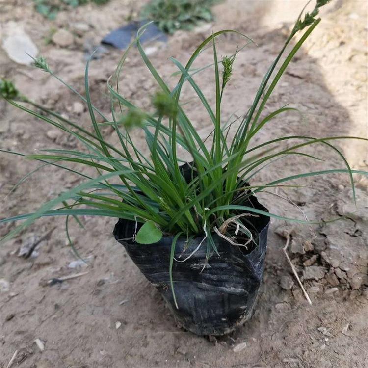 青州青绿苔草价格 价格实惠青绿苔草苗 青绿苔草价格