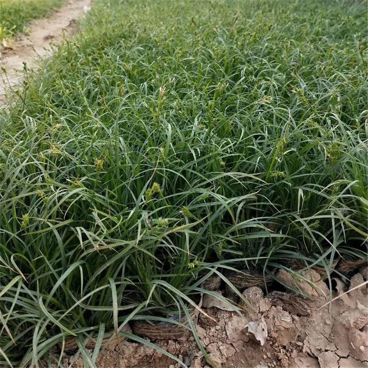 直销地被草花青绿苔草 山东青绿苔草批发 地被草花青绿苔草