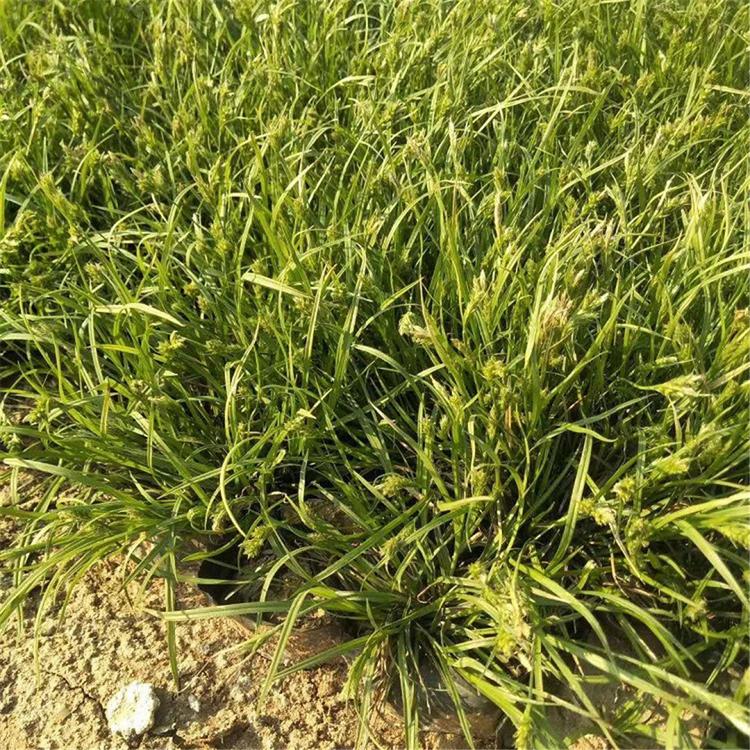 青州青绿苔草基地 订购报价青绿苔草小苗 青绿苔草基地