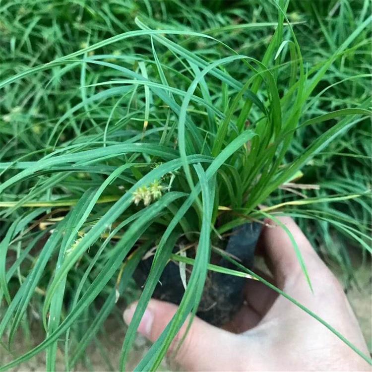 绿篱专用青绿苔草小苗 青州青绿苔草价格 青绿苔草小苗