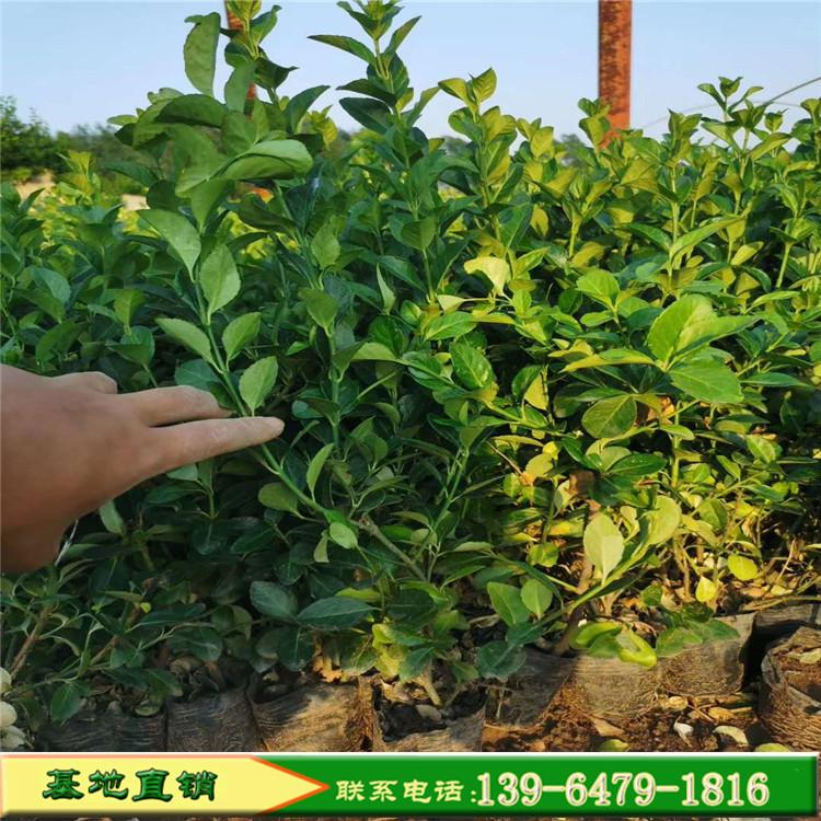 质优价廉小叶扶芳藤 大叶扶芳藤 爬行卫矛园林固土护坡绿化