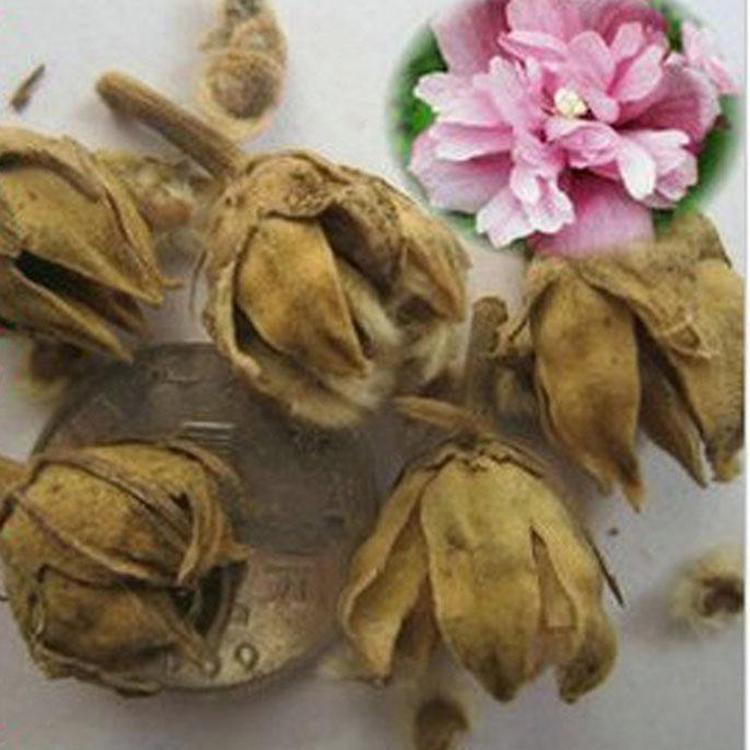 木槿种子批发 现货出售 山东木槿供应商 木槿出售