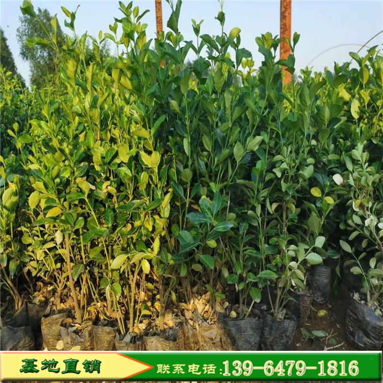 护坡绿化小叶扶芳藤价格 爬行卫矛30-60厘米 四季常青爬藤种植基地