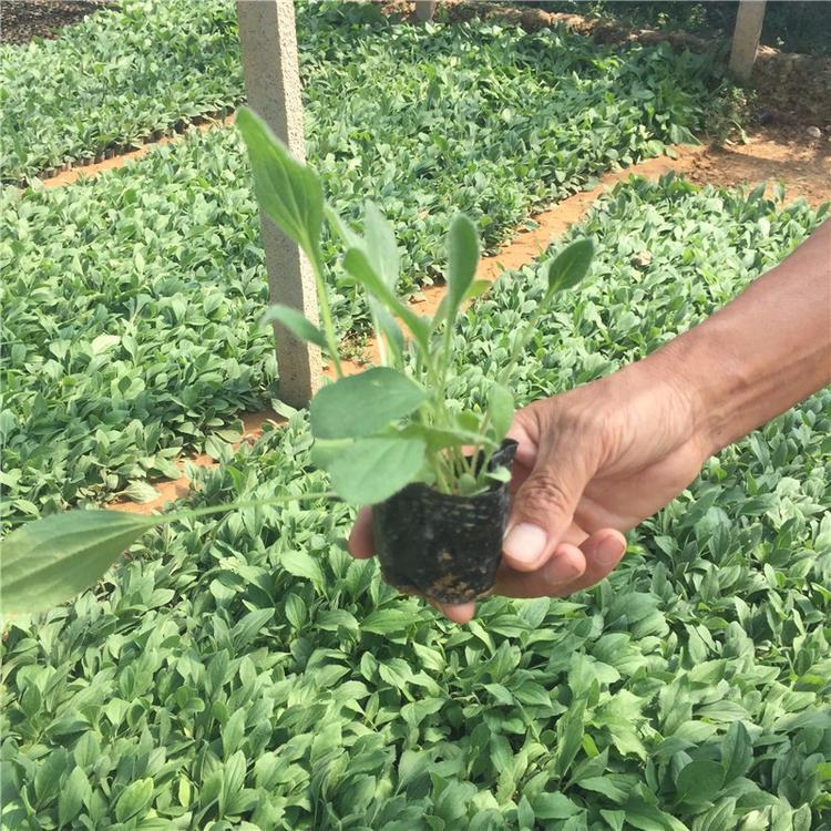 订购报价 黑心菊种植基地 青州黑心菊