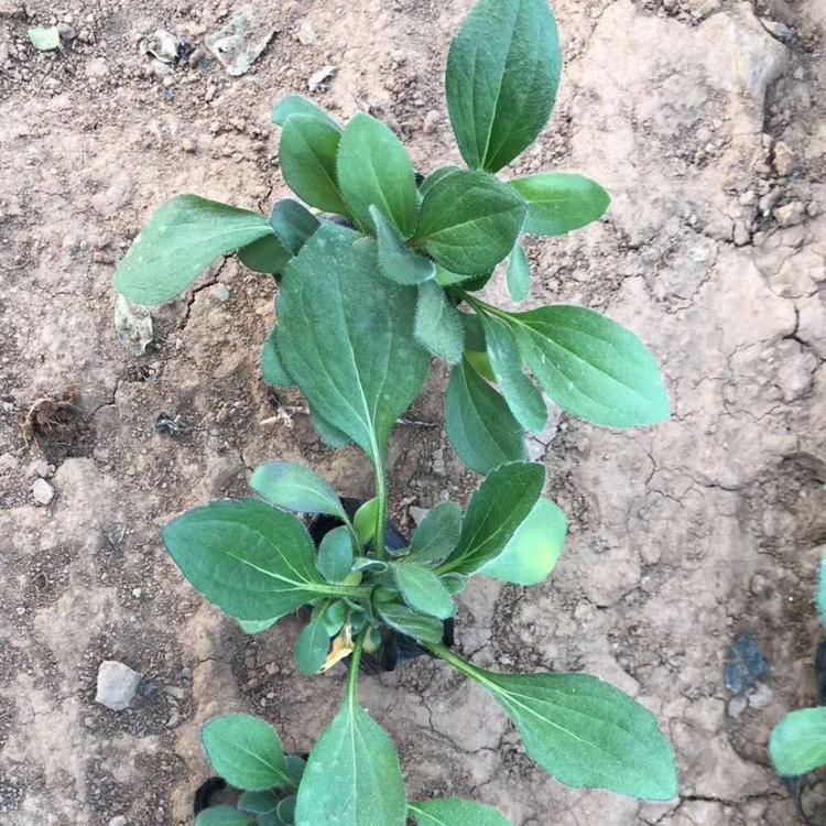 黑心菊小苗 订购报价 黑心菊小苗供应商