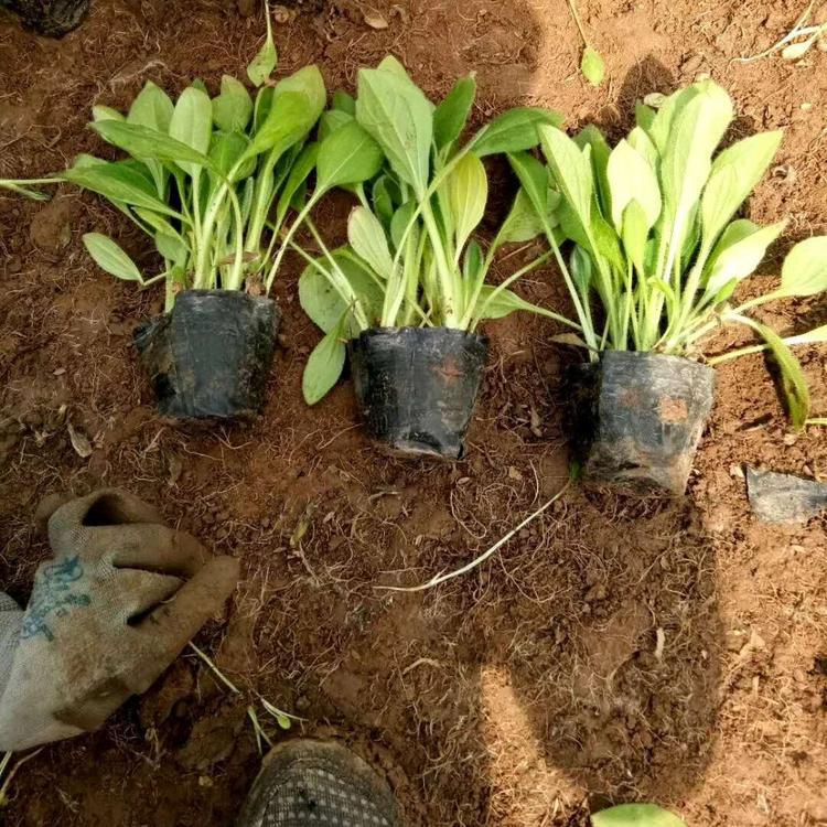 黑心菊小苗 价格从优 黑心菊小苗种植基地