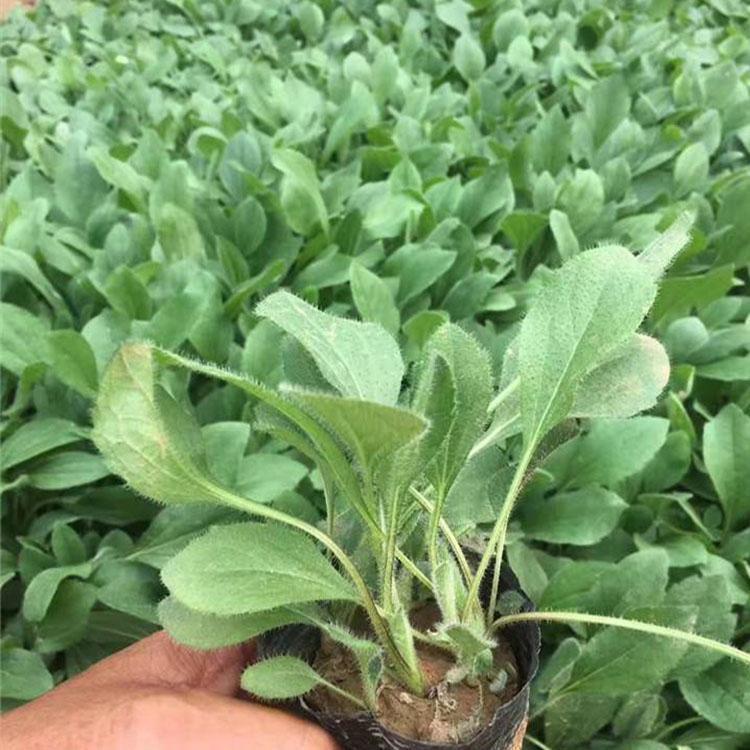 黑心菊 大量批发 黑心菊价格