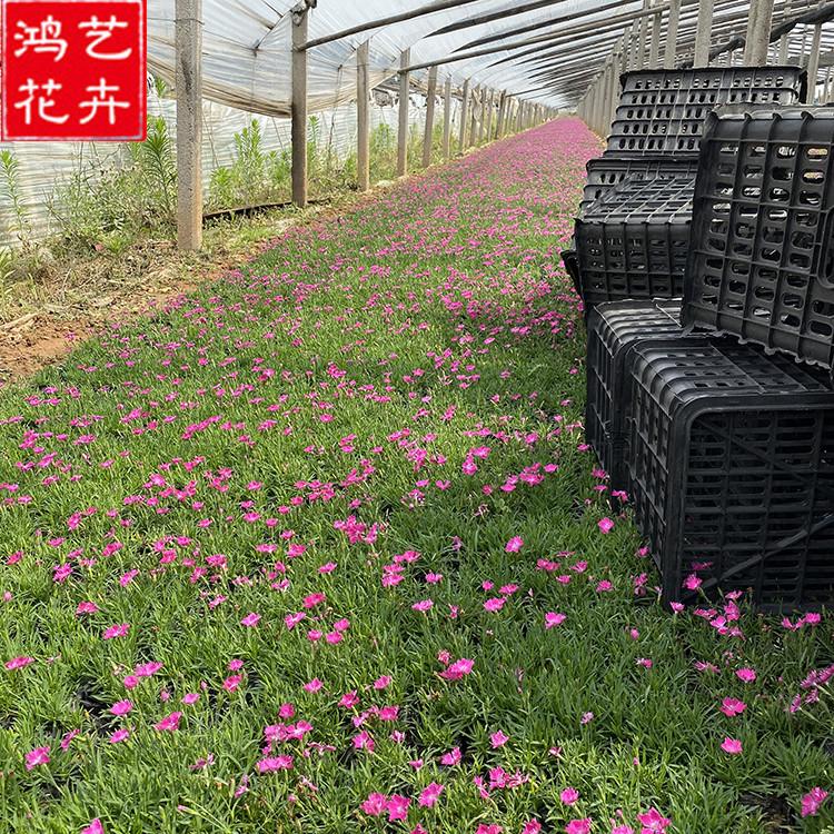 欧石竹小苗 青州草花 地被石竹种植基地