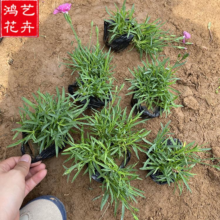 欧石竹小苗 宿根草花 欧石竹价格