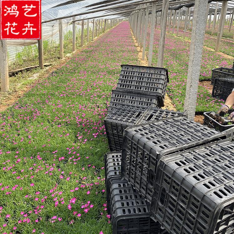 宿根草本植物 欧石竹穴盘苗 地被石竹直销