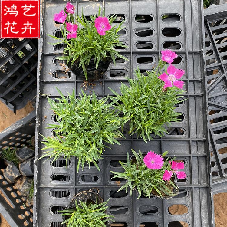 欧石竹小苗 青州草花 地被石竹供应商