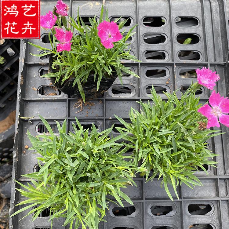 欧石竹 欧石竹穴盘苗批发 宿根花卉