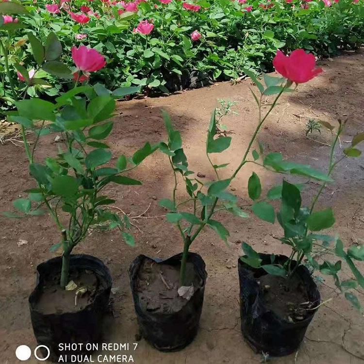 丰花月季批发 青州月季种植基地 大量供应 丰花月季苗