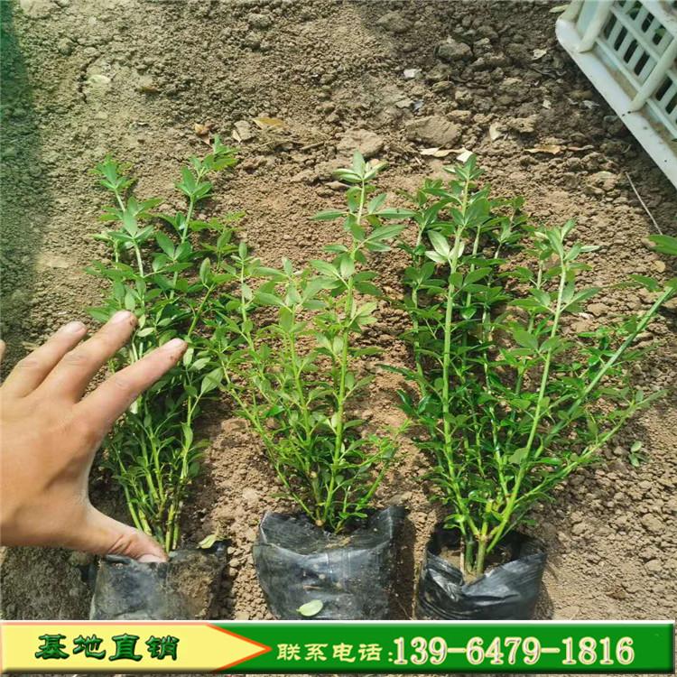 迎春花批发价格 迎春花图片 迎春种植基地