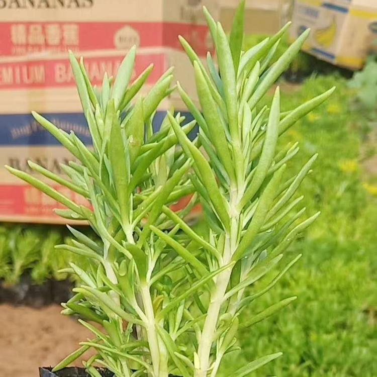 佛甲草价格 佛甲草报价 山东佛甲草基地