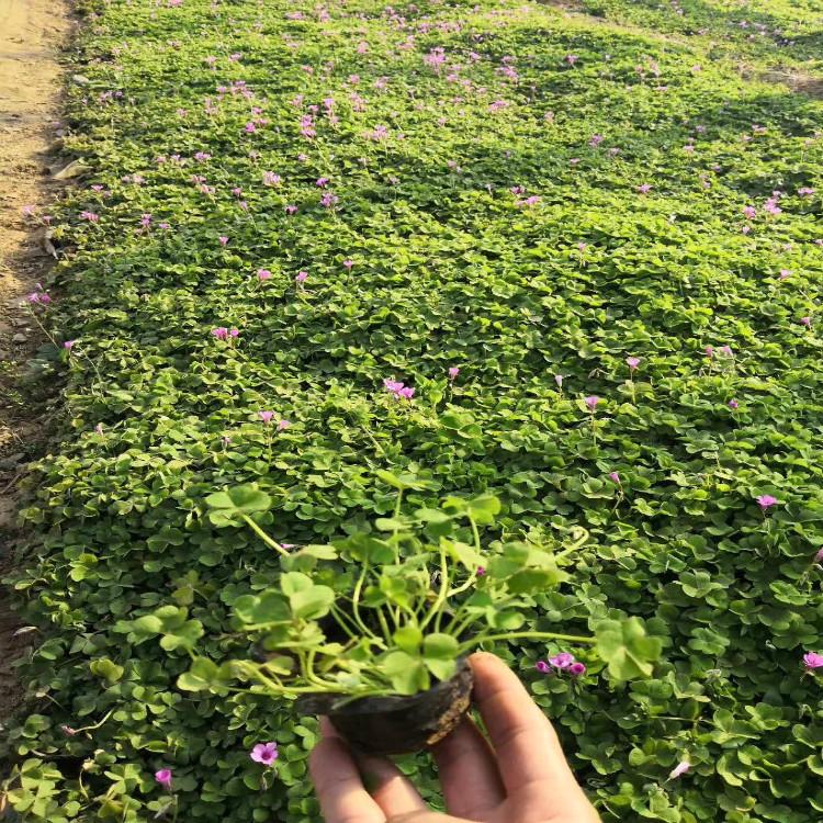 醡浆草供应商青州天一花卉