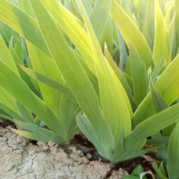 蓝花燕尾来【天一花卉】种植批发商