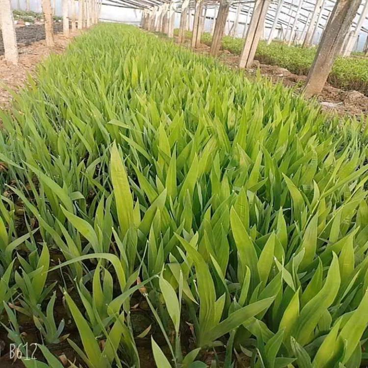 蓝花燕尾现货直销青州蓝花燕尾种植基地