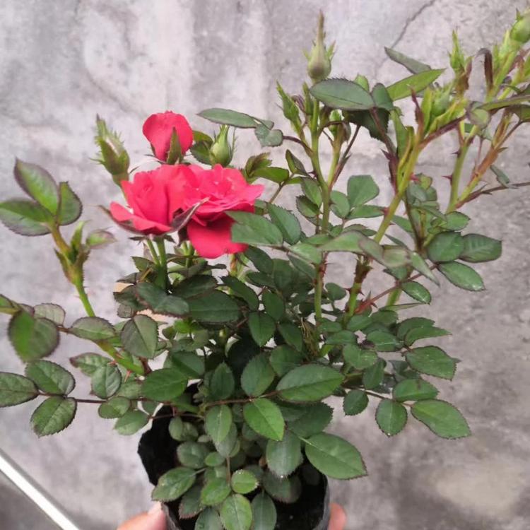 大花月季天一花卉供应优良大花月季营养杯苗