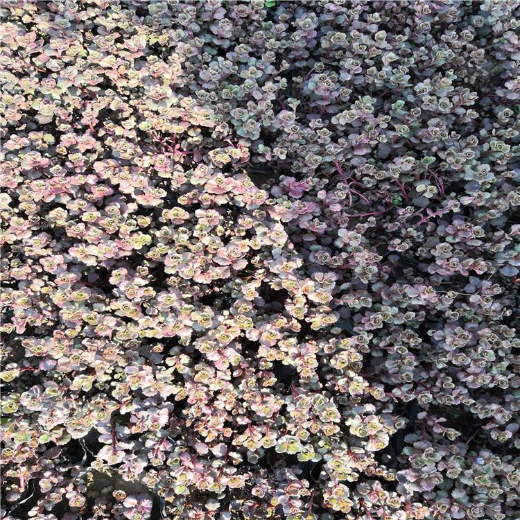 红景天杯苗 红景天观赏植物