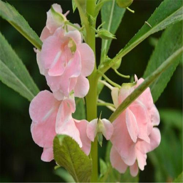凤仙花种植基地  凤仙花小苗 凤仙花批发 凤仙花报价