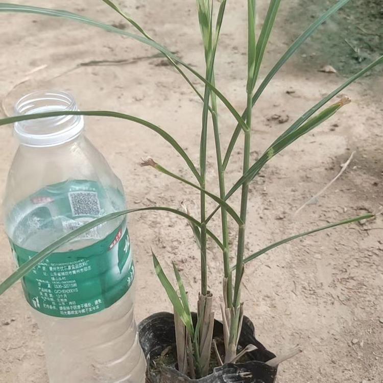 斑叶芒 斑叶芒杯苗 斑叶芒批发