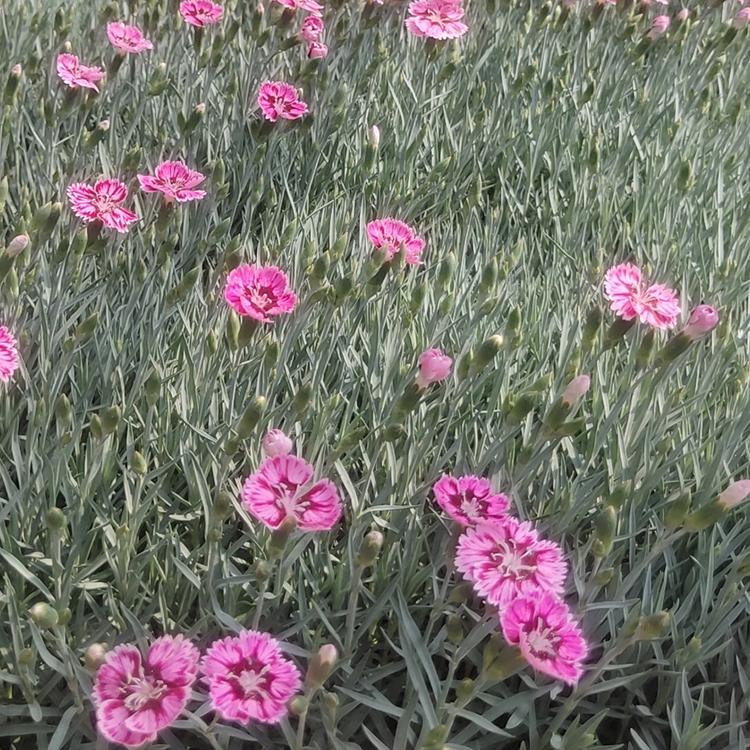彩虹石竹小苗 越来越好 彩虹石竹杯苗批发