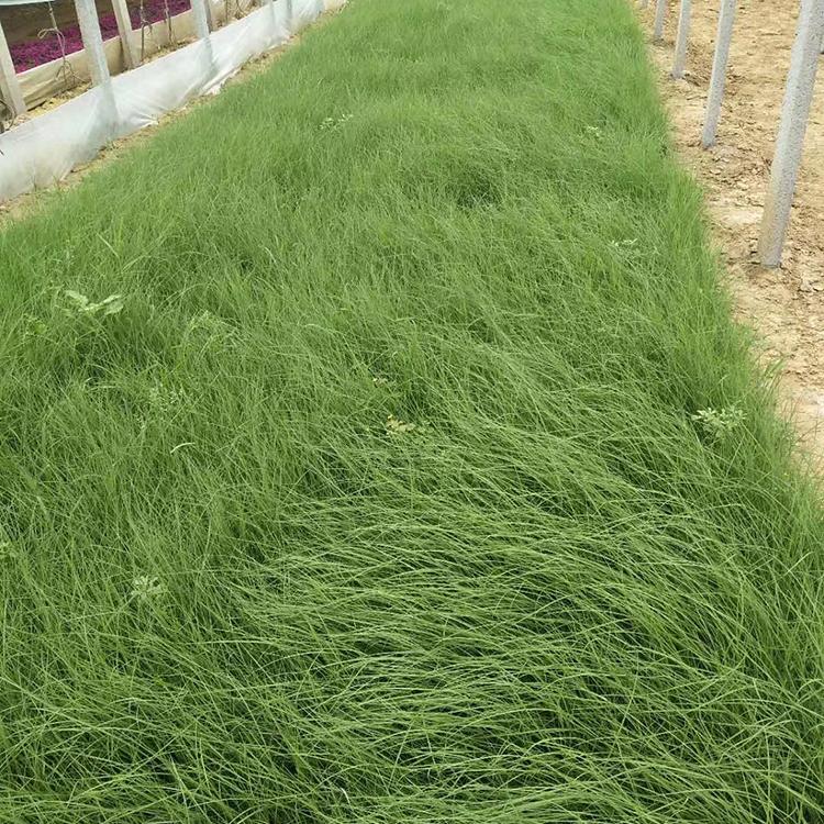 青州草花基地批发粉黛乱子草杯苗 粉黛乱子草种植