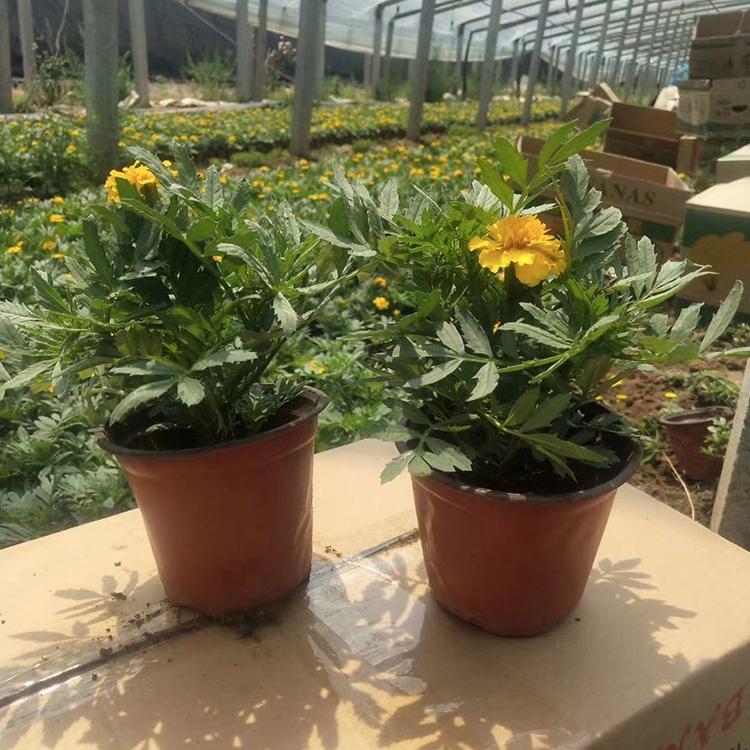 孔雀草购买基地 彩色孔雀草批发 青州草花批发