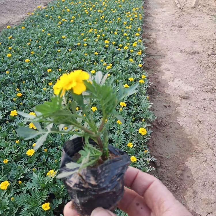 孔雀草价格 小万寿菊 越来越好花卉 花期5至9月