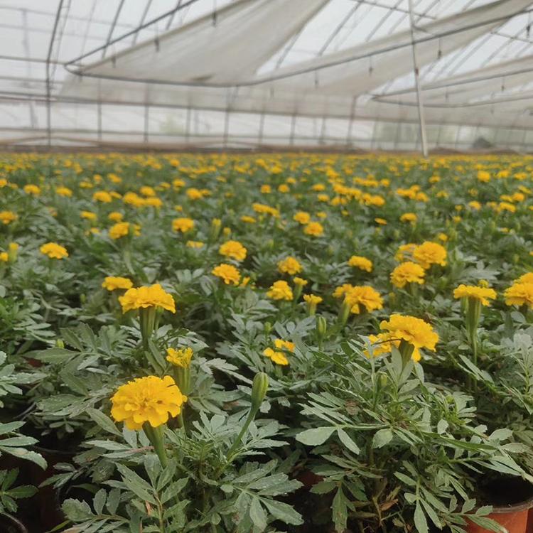 基地批发孔雀草 孔雀草供销价格