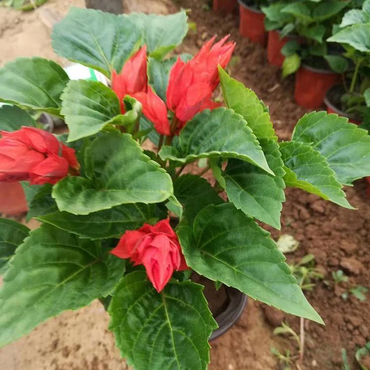 一串红 观赏租摆花卉一串红小苗 山东草花基地
