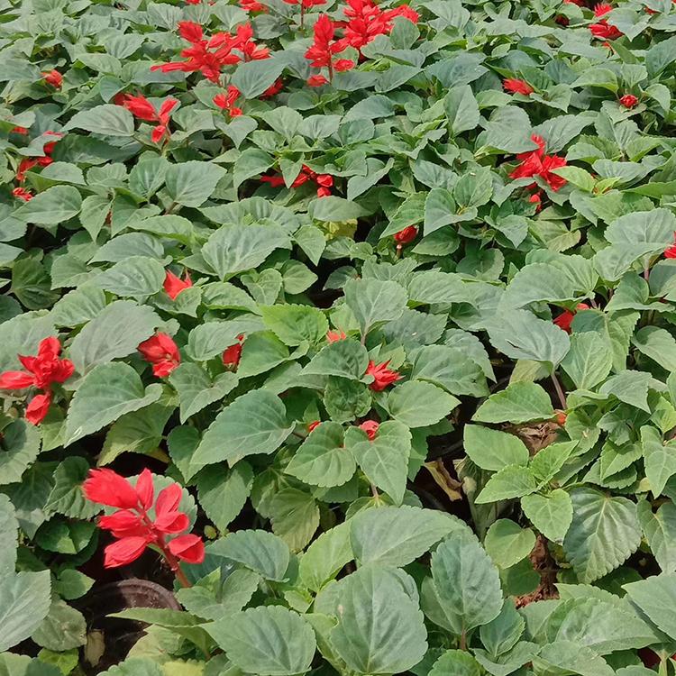 一串红种植基地 青州一串红批发 越来越好花卉