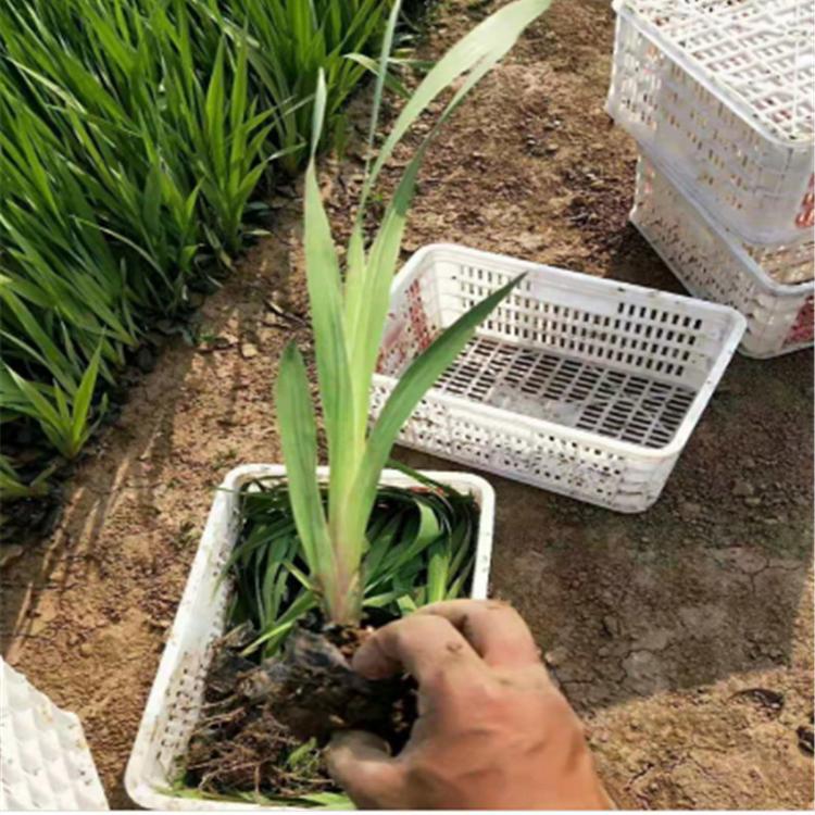 批发水生鸢尾小苗 水体绿化植物 花期5～6月