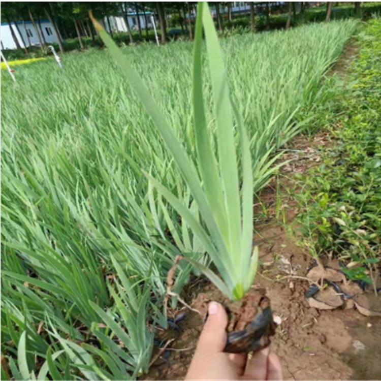 大量供应水生鸢尾 水生鸢尾批发价格