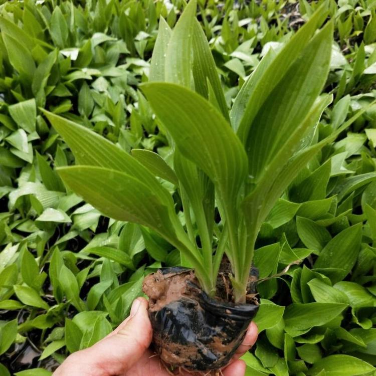 紫色玉簪  青州便宜的紫玉簪杯苗 紫玉簪种植基地 紫玉簪小苗批发
