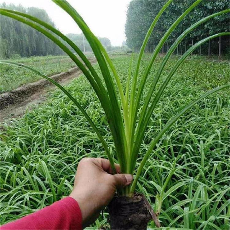 大花萱草小苗 萱草花花海用苗