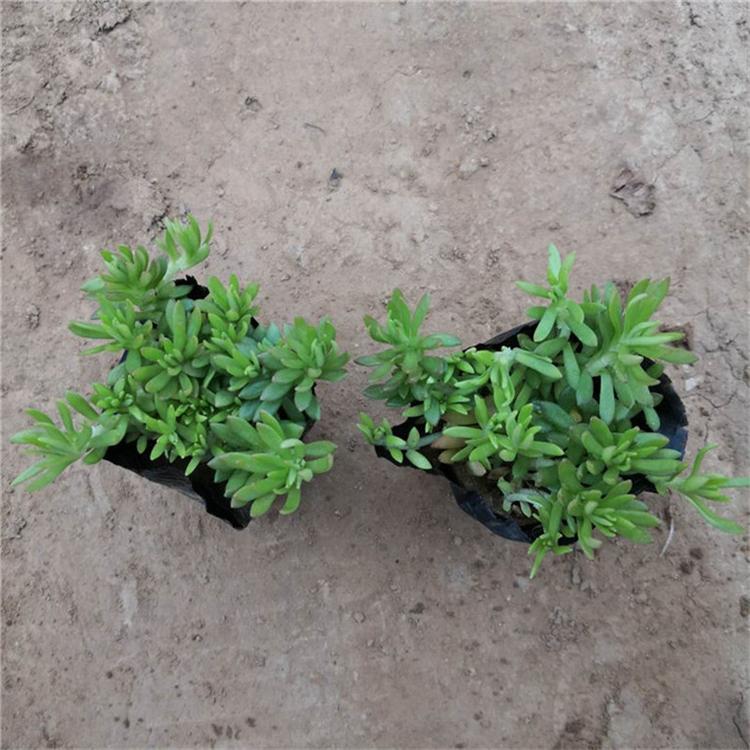 佛甲草小苗 佛甲草花海新品种