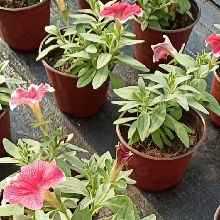 牵牛花批发  矮牵牛报价   矮牵牛种植基地  牵牛花小苗